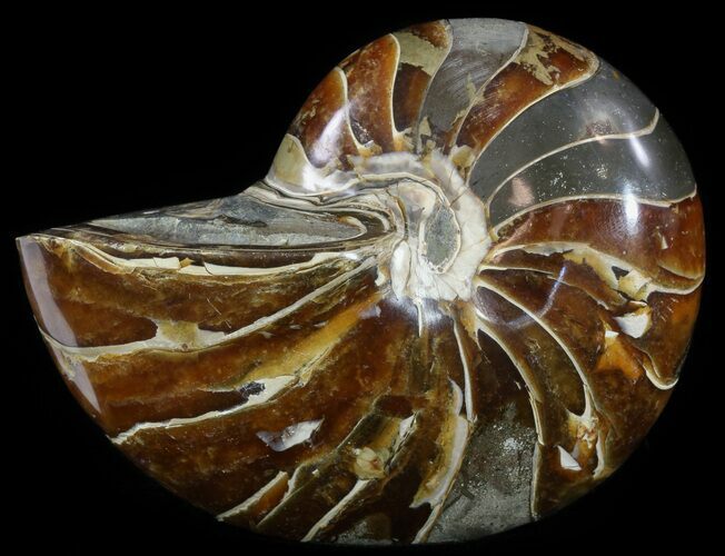 Large, Polished Nautilus Fossil - Madagascar #51673